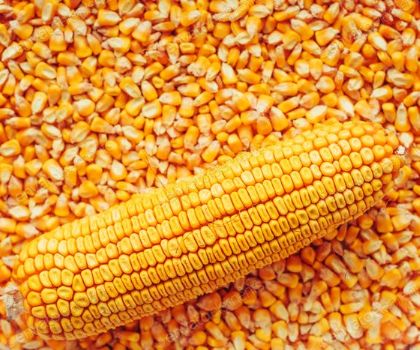 Aprosoja Mato Grosso prevê perda irreversível de 4 milhões de toneladas na safra de milho