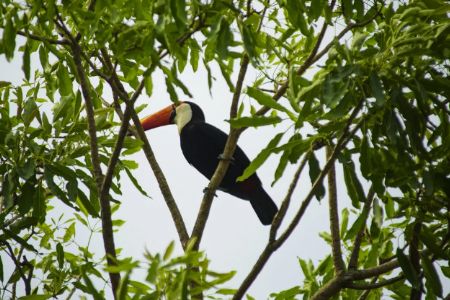 Pesquisadores de MT criam guia de identificação de aves em aldeias Xavante em Canarana